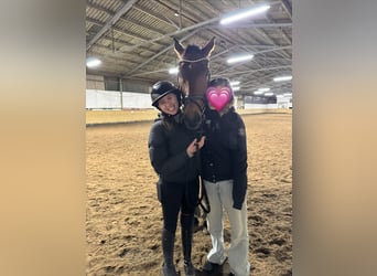 Suche Reitbeteiligung auf Dressurpferd!