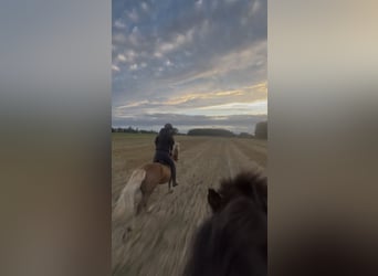 Suche Reitbeteiligung auf Dressurpferd!