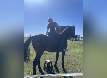 Suche Reitbeteiligung im Kreis 72488