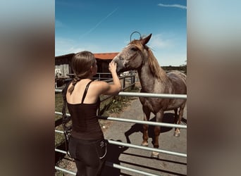 Suche Reitbeteiligung im Umfeld Potsdam/Berlin