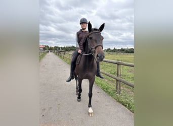 Suche Reitbeteiligung im Umfeld Potsdam/Berlin