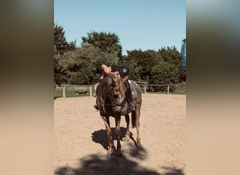 Suche Reitbeteiligung im Umfeld Potsdam/Berlin
