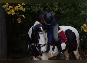Suche Reitbeteiligung im Umkreis München