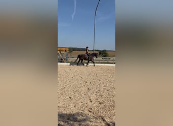 Suche Reitbeteiligung (Mensch sucht Pferd) Dressur