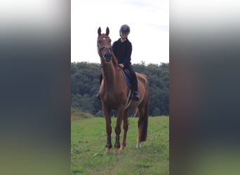 Suche Reitbeteiligung (Mensch sucht Pferd)