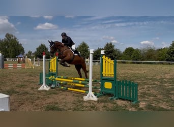 Suche Reitbeteiligung mit Perspektive