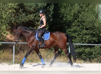 Suche Reitbeteiligung Nähe 61440 Oberusel