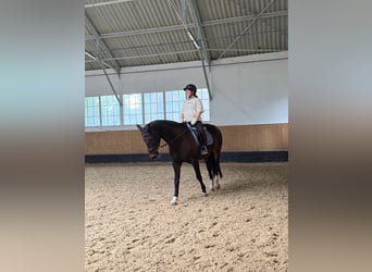 Suche Reitbeteiligung nähe Landshut/ Ergolding