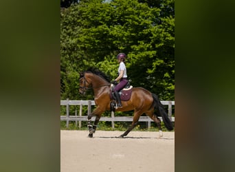 Suche Reitbeteiligung oder Pferd zur Verfügung