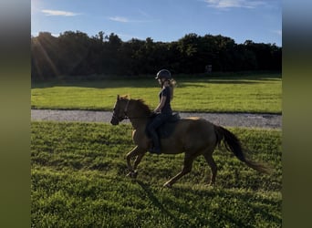 Suche Reitbeteiligung (RsP)