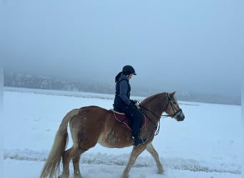 Suche Reitbeteiligung (RsP)