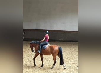 suche Reitbeteiligung (RsP)