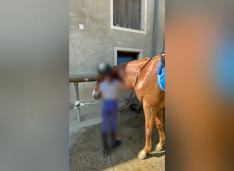 Suche Reitbeteiligung (St. Georgen an der Gusen)