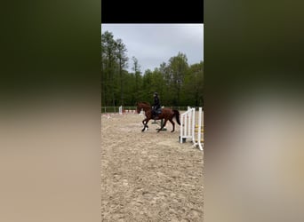 Suche Reitbeteiligung