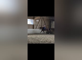 Suche Reitbeteiligung