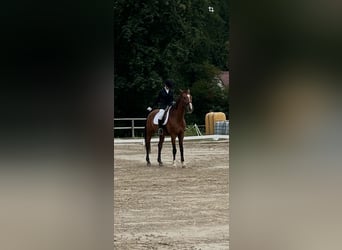 Suche Reitbeteiligung