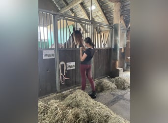 Suche Reitbeteiligung