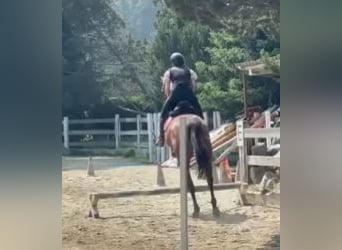 Suche Reitbeteiligung