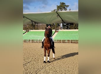 Suche Reitbeteiligung