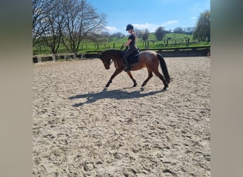 Suche Reitbeteiligung 