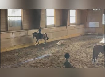 Suche Reitbeteiligung 