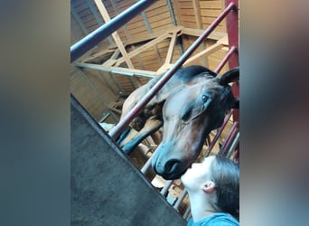 Suche Reitbeteiligung