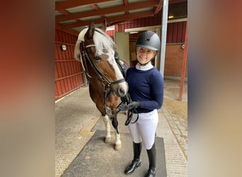 Suche Reitbeteiligung 