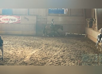 Suche Reitbeteiligung 