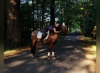 Suche Reitbeteiligung 