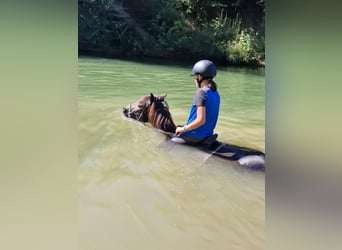 Suche Reitbeteiligung