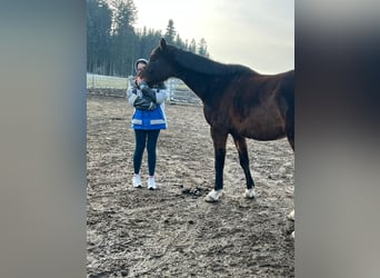Suche Reitbeteiligung