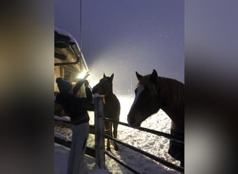 Suche Reitbeteiligung