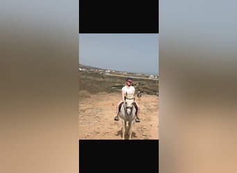 Suche Reitbeteiligung