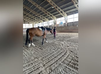 Suche Reitbeteiligung