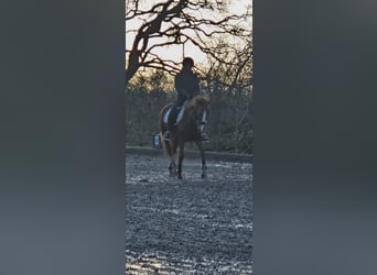 Suche Reitbeteiligung 