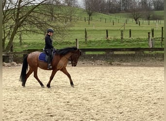 Suche Reitbeteiligung 