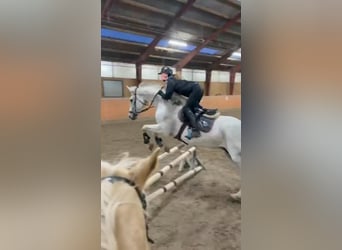 Suche Reitbeteiligung/Pferd zur Verfügung