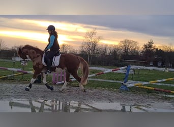 Suche Turnier Dressurpferd "Nordsee" Sportpartner zur Verfügung 