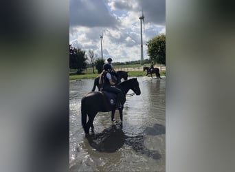 Suchen Reitbeteiligung