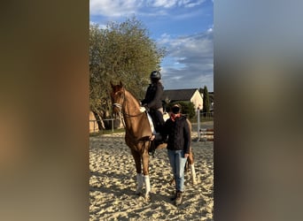 Suchen Reitbeteiligung