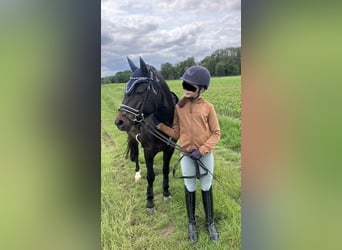 Suchen Reitbeteiligung