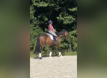 Suchen Reitbeteiligung