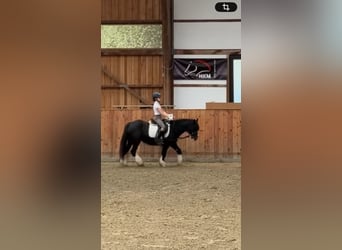 Suchen Reitbeteiligung