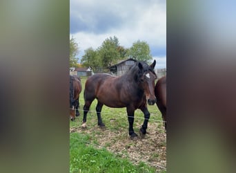 Süddeutsches Kaltblut, Castrone, 11 Anni, Baio scuro