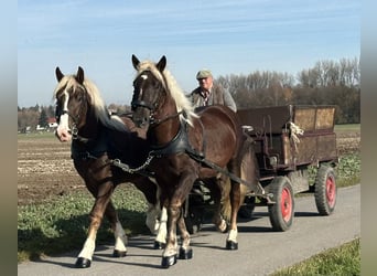 Süddeutsches Kaltblut, Castrone, 2 Anni, 165 cm, Sauro scuro