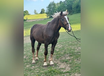 Süddeutsches Kaltblut, Castrone, 2 Anni, 166 cm, Baio