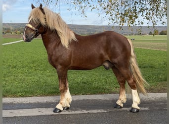 Süddeutsches Kaltblut, Castrone, 2 Anni, 167 cm, Sauro scuro