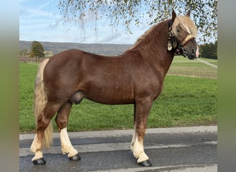 Süddeutsches Kaltblut, Castrone, 2 Anni, 167 cm, Sauro scuro