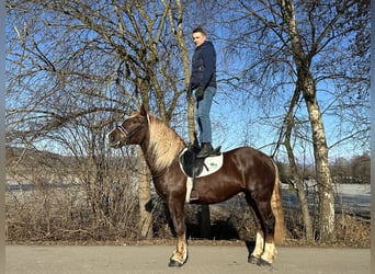Süddeutsches Kaltblut, Castrone, 3 Anni, 160 cm, Sauro scuro