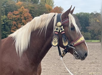 Süddeutsches Kaltblut, Castrone, 3 Anni, 164 cm, Sauro scuro